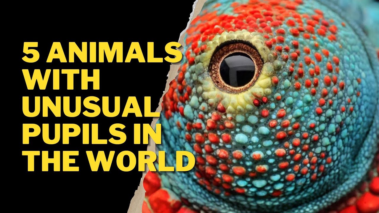 5 ANIMALS WITH UNUSUAL PUPILS IN THE WORLD - YouTube