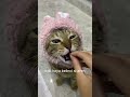 good girl kok, asalkan ada makanan #fyp #kucing #catlover