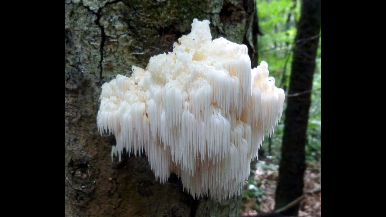 Resultado de imagem para lion's mane mushroom
