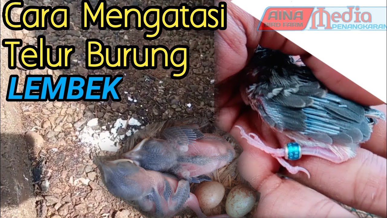 Cara Mengatasi Telur Burung Yang Lembek