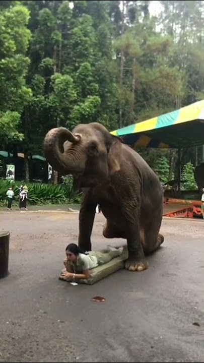 detik detik seorang wanita diinjak gajah😲 #shorts