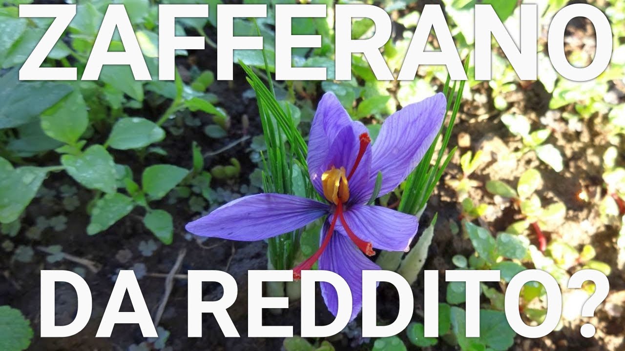La mia coltivazione di ZAFFERANO nel COMPOST! Metodo NO DIG!