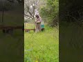 Beekeeper Relocates Hives & Fights Giant Mosquitoes #shorts