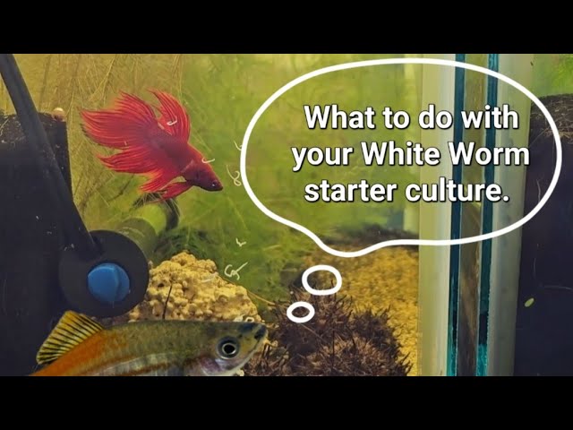 How to Culture Blackworms (Black worms) - Aquarium Tidings