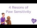 4 Reasons of Paw sensitivity and Solutions