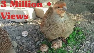 From crossing to hatching eggs full video | Teetar Breeding season |First breeding in 2021