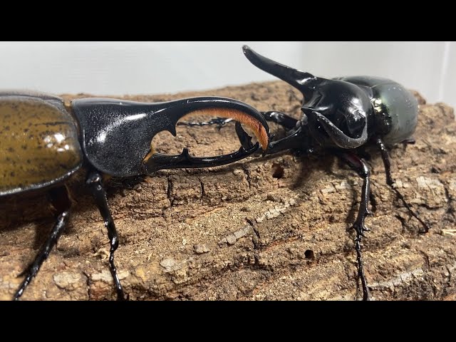 コーカサスオオカブト ヘラクレスオオカブト オス×4 標本 【公式通販】