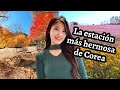 Otoño en Corea｜Flores silvestres, Chuseok, Comida coreana  [COREANA VLOG]