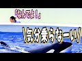 わが道をいくシャチのランちゃん！　神戸須磨シーワールド