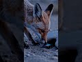 Gentle kit fox inspects beetle, releases it unharmed 🦊 #shorts #funny #animals