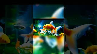 Cute Fish is Playing #shorts #cutefish #cute #happy funny #playing #cutie #shortvideo