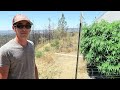 Grow Marijuana: Jorge Cervantes Introduces Jimmy the Chef!