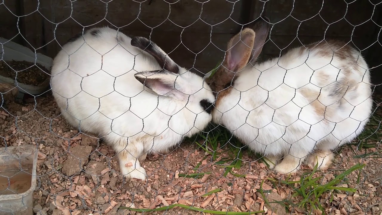 tavşan_beslenme_beyaz tavşan. ev tavşanı YouTube