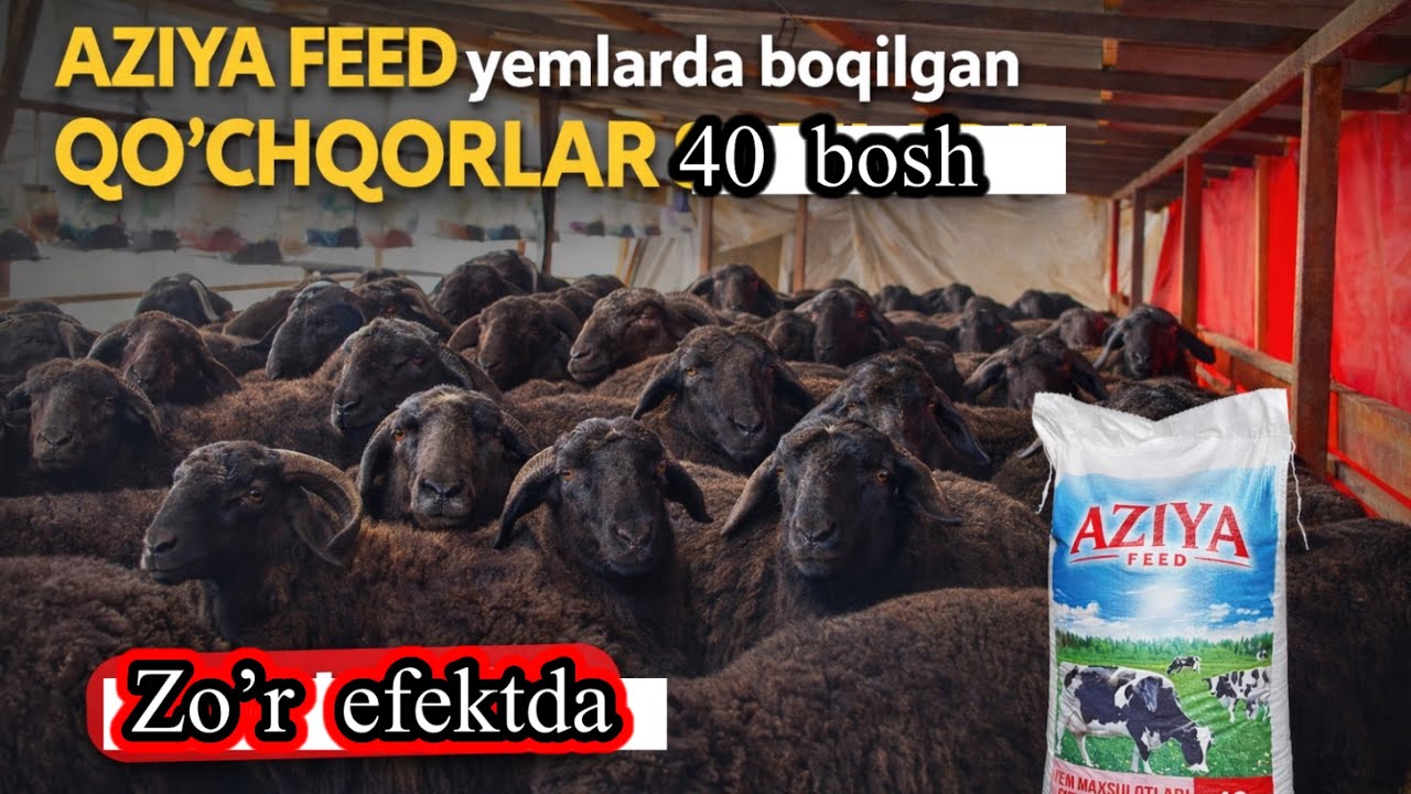 AZIYA. FEED YEMIDA BOQILGAN QUCHQORLAR. Felt Qatari.