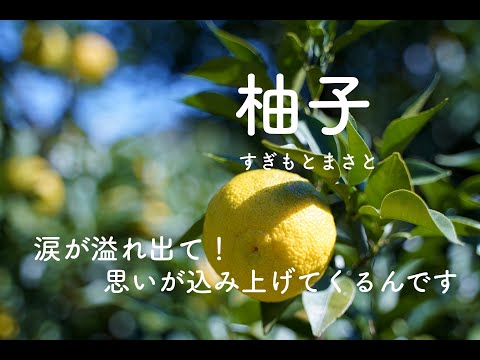 「柚子」　すぎもとまさと                      #すぎもとまさと 　#ゆず 　＃柚子　　　＃nikoshiba　　＃ニコシバ　　cover  nikoshiba