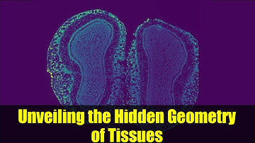 Unveiling the Hidden Geometry of Tissues | Deep Learning Maps Gene Expression
