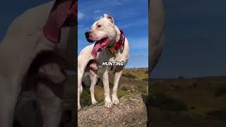 Top 5 Guard Dogs for Families