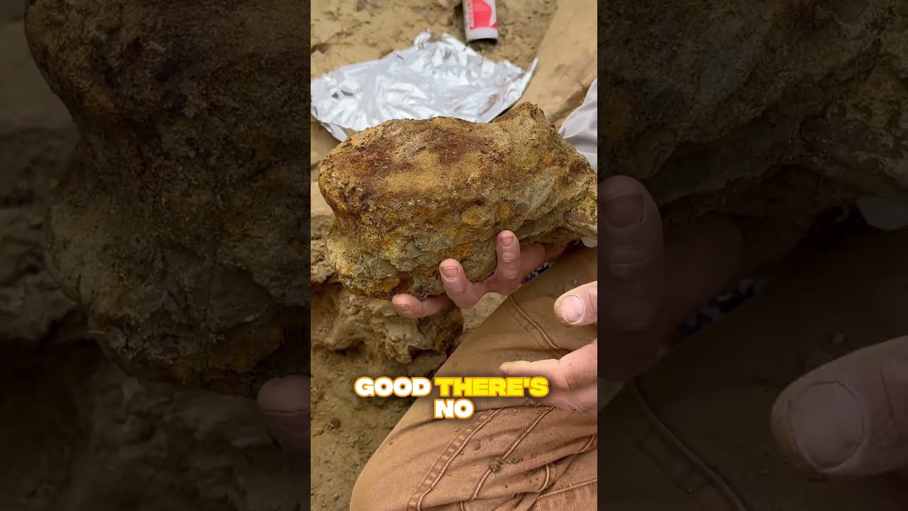 Digging Up A Hadrosaur Pubis And Vertebrae