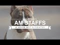 ALL ABOUT AMERICAN STAFFORDSHIRE TERRIERS の動画、YouTube動画。