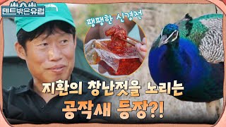 캠핑장에서 야생 동물이 나왔다?! 밥상 탐내는(?) 공작새와 신경전 벌이는 유해진 #텐트밖은유럽 EP.7 | tvN 220914 방송