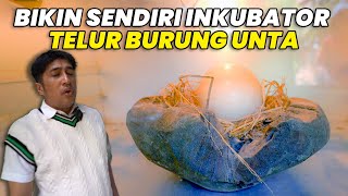 DEMI TELUR BURUNG UNTA, RELA BIKIN INKUBATOR KHUSUS TELUR BURUNG UNTA..!!