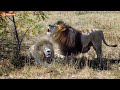 Топ! Суперхит САМОГО КРАСИВОГО ЛЬВА! Тайган. Filming lions by drone DJI Mini 2