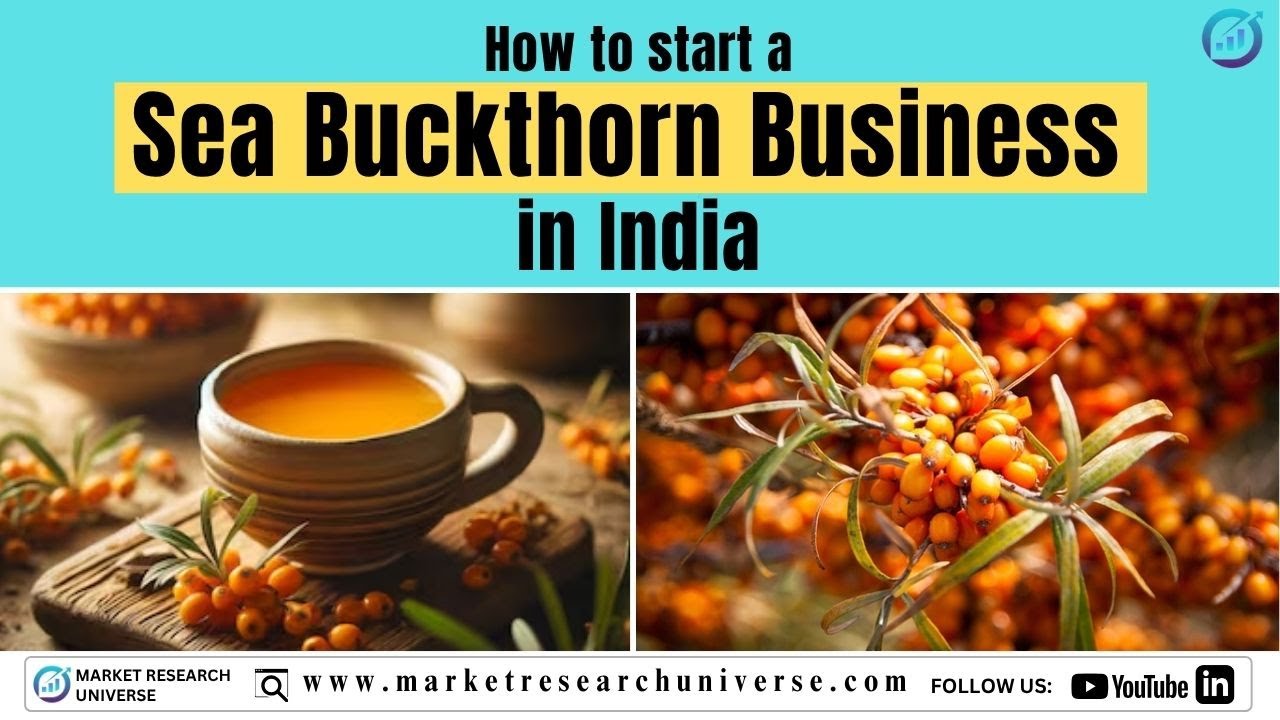 Как начать бизнес по выращиванию облепихи в Индии. Руководство по бизнес-плану. Бизнес-идеи.
