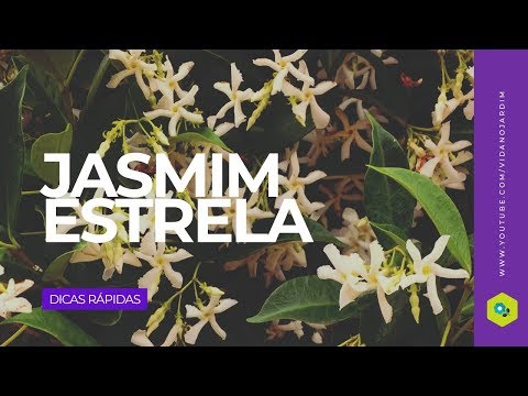 Vídeo: A flor de jasmim estrela é comestível?