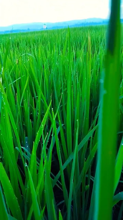 Shorts Pemandangan Sawah Pedesaan #short #myfirstvlog #vlog #video