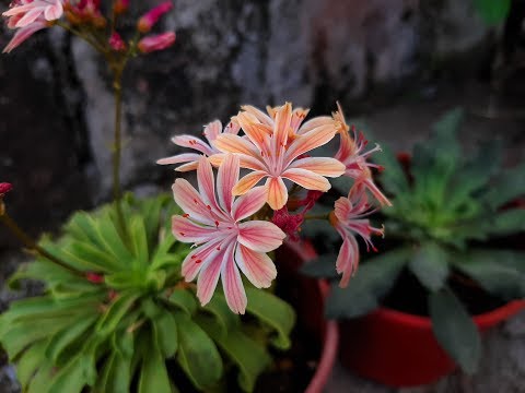 Video: ¿Cómo hacer crecer el cotiledón de lewisia?