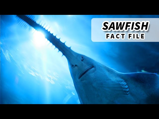 Sawfish Facts: ENDANGERED FISH | Animal Fact Files class=
