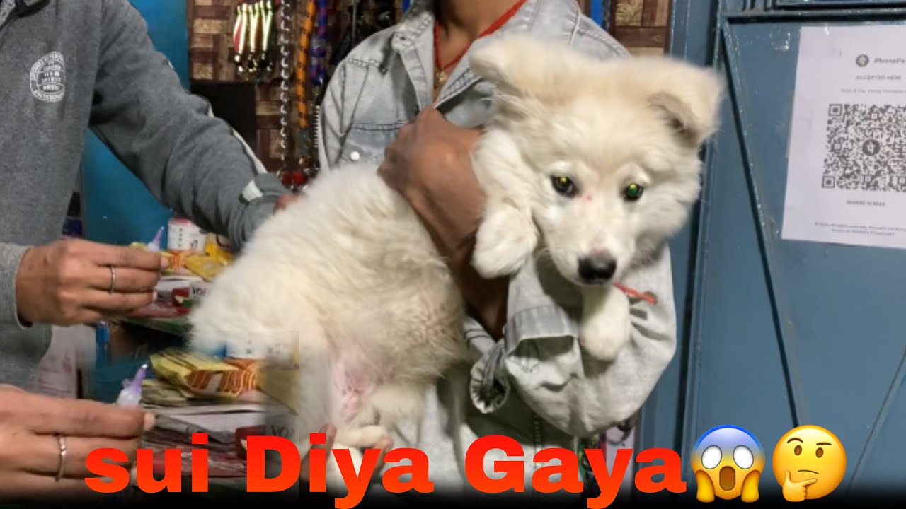 Aaj Pappy ka first vaccine Lag Gaya