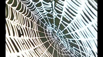 Geometric Pattern That Can be Found in Nature (MMW). Educational Videos