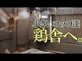 ぴよ（若鶏さん）たち鶏舎にお引越し【ぐるりの暮らし】#184鶏舎をようやく修繕して、若鶏さんを引っ越しさせました。