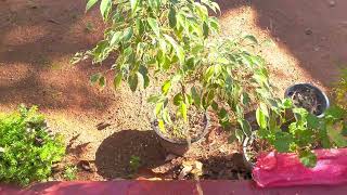 Men Peeing On Beautiful Tree Men Pee Outside Fertilizing To Plant Pee In Nature Pee In Morning