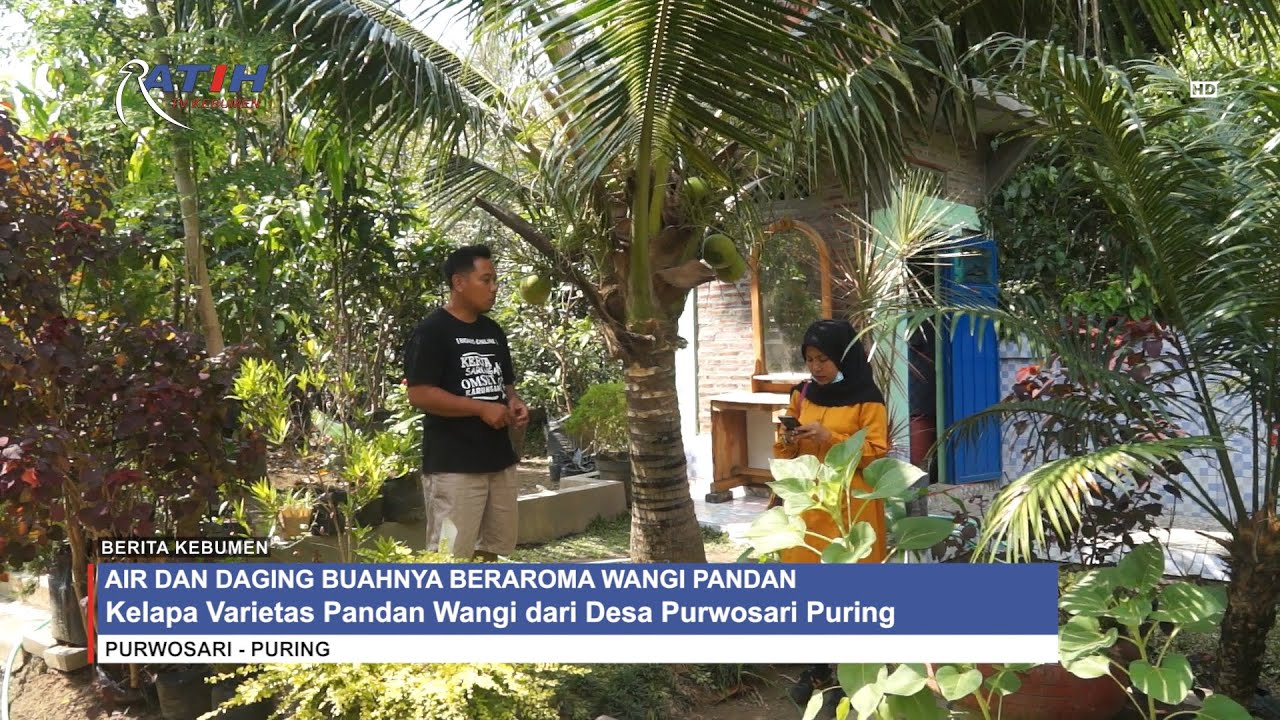Warga Purwosari Puring Kembangkan Kelapa Pandan Wangi