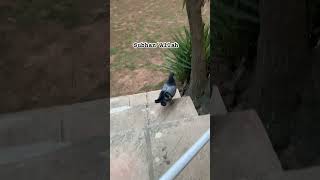 Cute Kid playing with Pigeon 🐦 #tasbih #birds #pigeon #viral