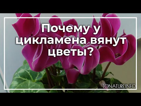 Почему у цикламена вянут цветы? | toNature.Info