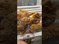BUTCHOYS 35pesos CRISPY and Juicy FRIED CHICKEN | davao city |philippines #reels #shorts #davao