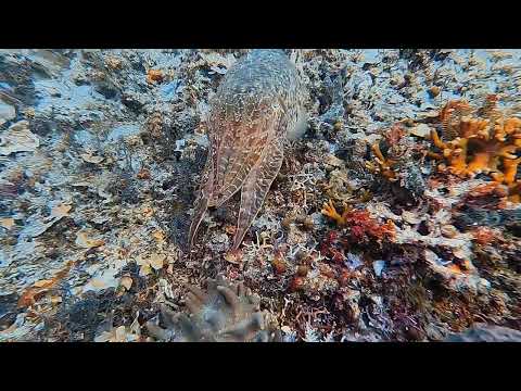 Large Cuttlefish Raja Ampat September 2022