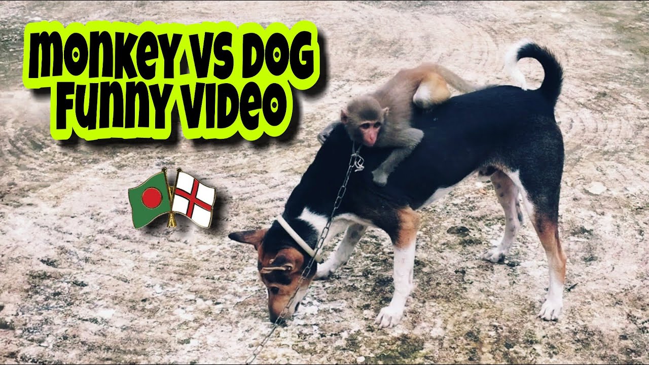 Monkey vs Dog Funny Video | Highlights from animals-DeshBedesh™️ - YouTube