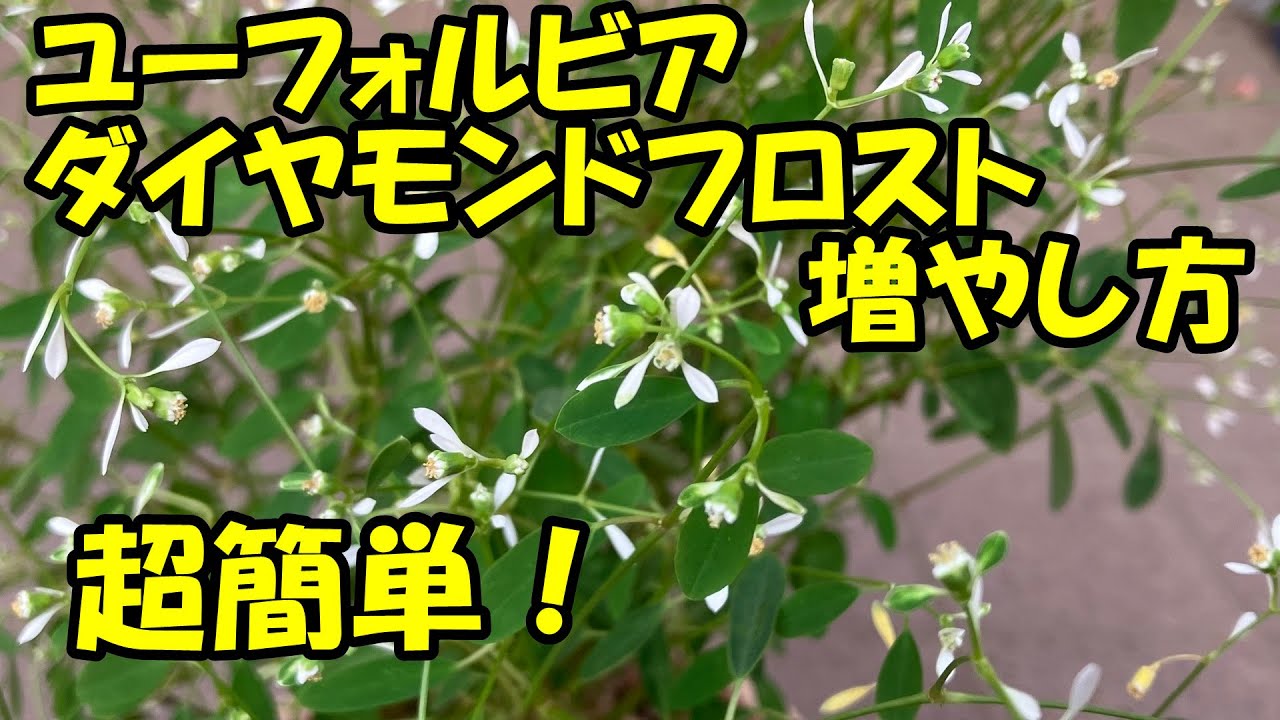 ユーフォルビアダイヤモンドフロストの増やし方