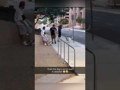 He’s good #shorts #shortvideo #funny #fyp #memes #dailyshorts #viralvideo