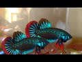 BETTA IMBELLIS AND ANOTHER BETTAS