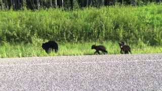 Devon Coyote - Lost and Found