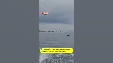 🌊 Hiếm thấy: Cá heo tung tăng ở vùng biển Lâm Đồng khiến dân mạng ngỡ ngàng!