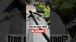 DIY removing a tree that’s fallen on a roof!