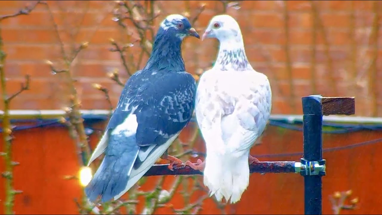 Perch Cam in a Garden in Sheffield