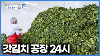 이게 오리지널 여수 갓김치다. 하루 2톤 담구는 돌산 갓김치 공장 찾아가봤더니｜극한직업｜#골라듄다큐