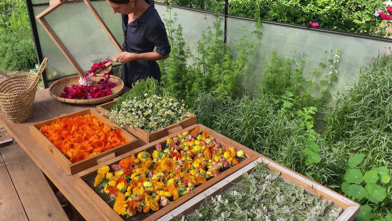 DEJAMOS LA CIUDAD PARA VIVIR ASÍ | recolectamos flores, cocinamos plant based y plantamos tomates